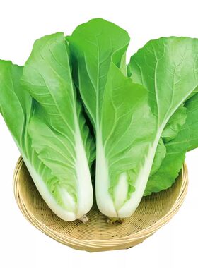 兰妃小白菜种子20天可吃耐热