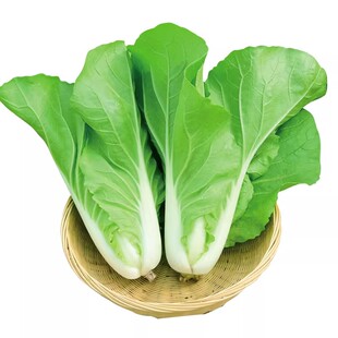 奶油速生快菜种子20天可吃早熟耐热小白菜种籽蔬菜园盆栽四季播种