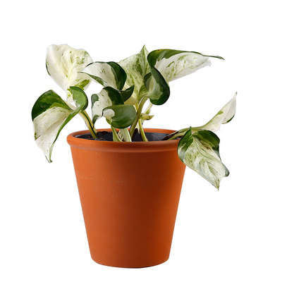 便宜快乐叶子绿萝室内净化空气