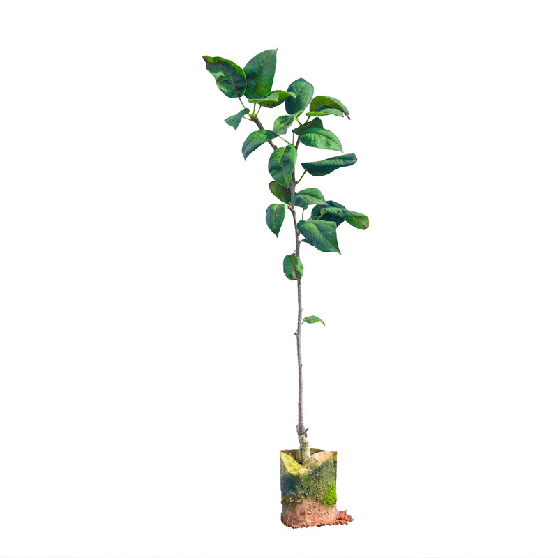 嫁接桂花梨树苗带土带叶