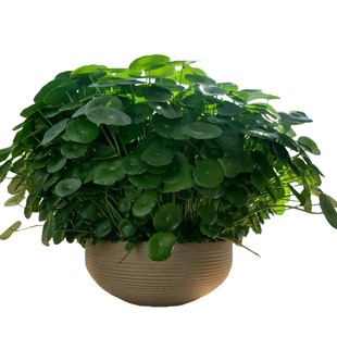 (整盆几百棵)铜钱草盆栽水土培带叶幼苗老桩植物根芽大叶常绿植物