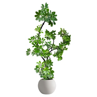 鸭脚木客厅绿植室内大盆栽落地大号高级感办公室四季好养大型植物