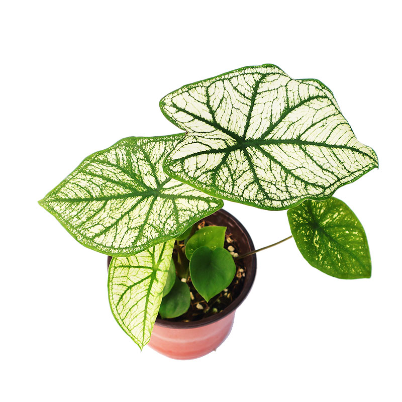泰彩彩叶芋组培苗宿根观叶植物