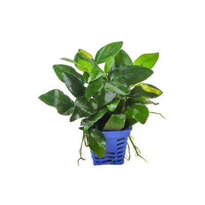 阴性水榕鱼缸沉木造景火山石迷你