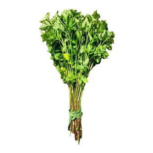 新鲜水芹菜苏北农家蔬菜时令现摘现发应季不常见菜农家水芹野芹菜