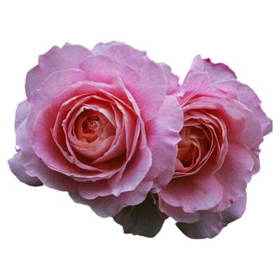 荷兰牡丹荷兰海神王牡丹阳台盆栽