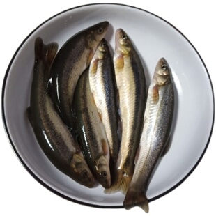 东北冷水柳根鱼河柳鱼泡鱼开江冰鲜速冻大号淡水包邮顺丰新鲜