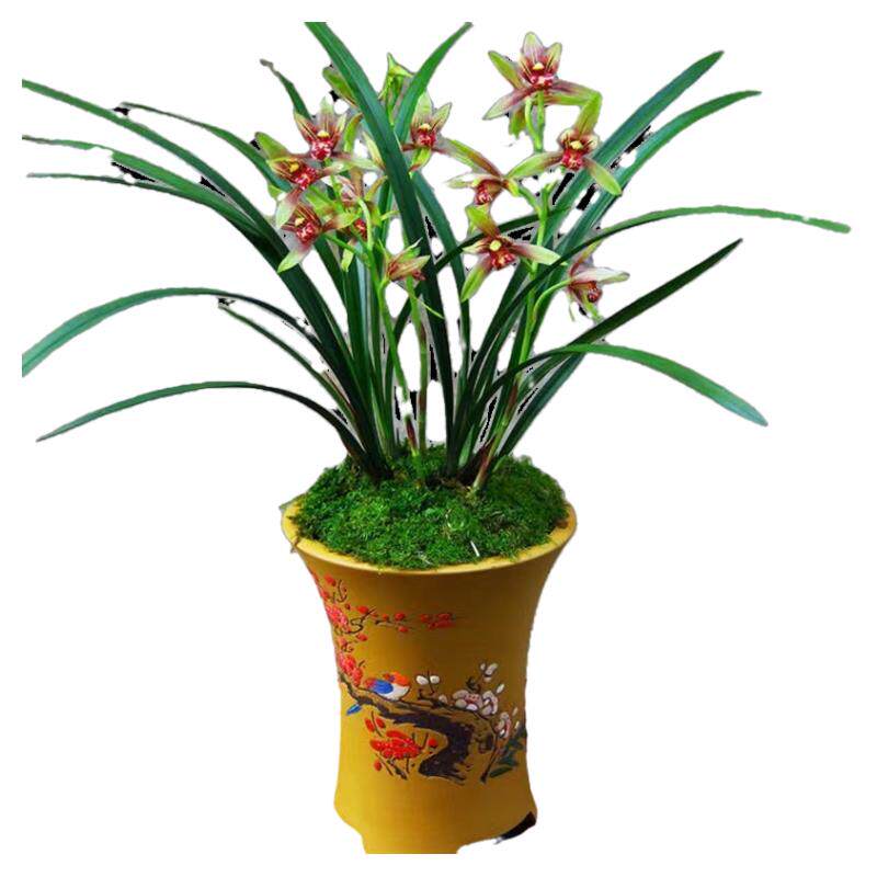 建兰小国魂浓香带花苞室内好养兰