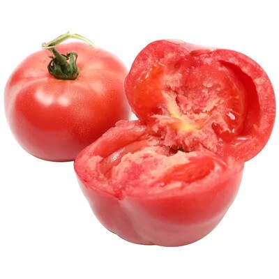 毛粉802番茄种子大果沙瓤西红柿种籽子四季老品种蔬菜苗秧孑秧苗