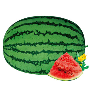 懒汉瓜王特大巨型懒汉西瓜种子种籽南方四季盆栽懒人瓜苗秧孑秧苗