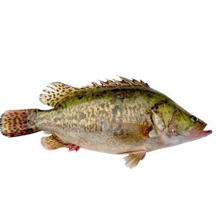 微山湖新鲜野鳜鱼鲜活桂鱼活鱼冷冻生鲜季花桂花鳌花鱼活鱼现杀