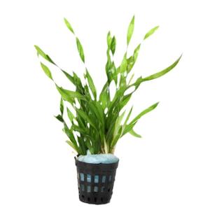 纽兰水草水兰扭兰水中叶纽兰中后景观赏鱼缸造景懒人水草绿植活体