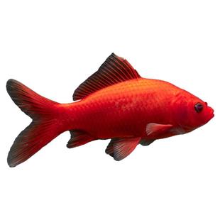 冷水鹦鹉鱼红鱼淡水好养易活冷水鱼苗观赏鱼活鱼草金金鱼耐活锦鲤