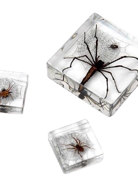 昆虫标本真实蜘蛛树脂工艺品