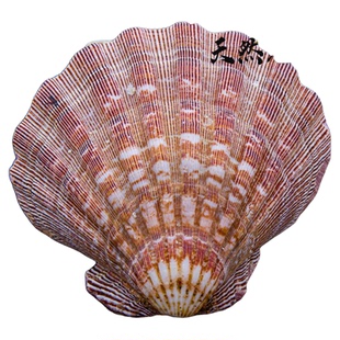 天然海螺贝壳狮子贝超大号鱼缸造景装饰品扇贝壳水族箱地中海风格