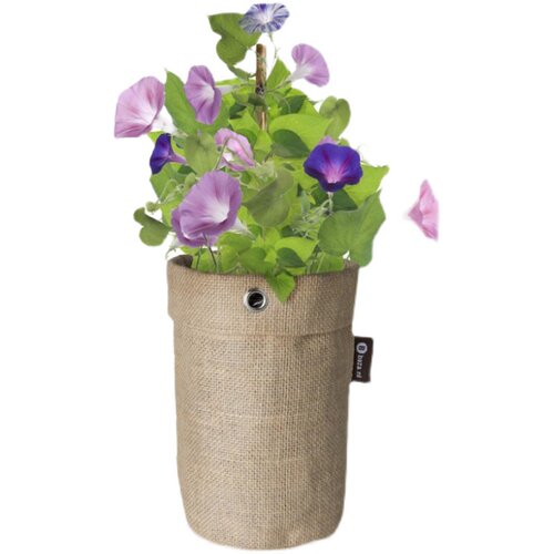 大花牵牛花种籽子孑苗爬藤苗盆栽朝颜四季种开花阳台庭院易种活