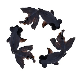 发顺丰严选典藏金鱼活鱼观赏鱼活体小金鱼冷水鱼好养耐活大型金鱼