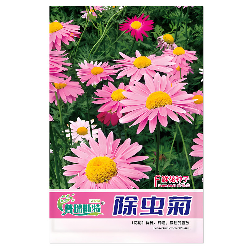 除虫菊鲜花种子四季可栽培