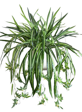 仿真水仙吊兰盆栽花藤条绿色植物