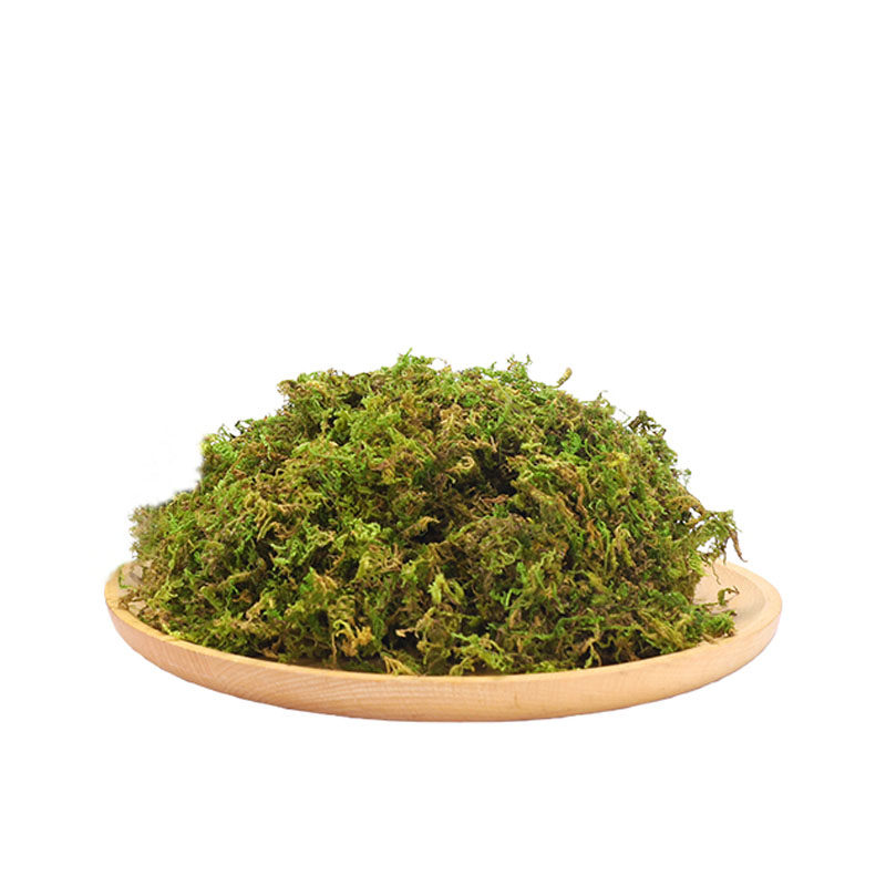 干苔藓大包装苔藓绿色青苔