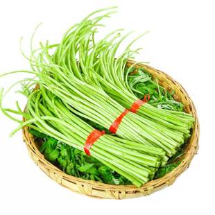 新鲜芦蒿当季蔬菜净菜去叶农家黎蒿篱蒿藜蒿嫩泥蒿蓠蒿漓篙离蒿苔