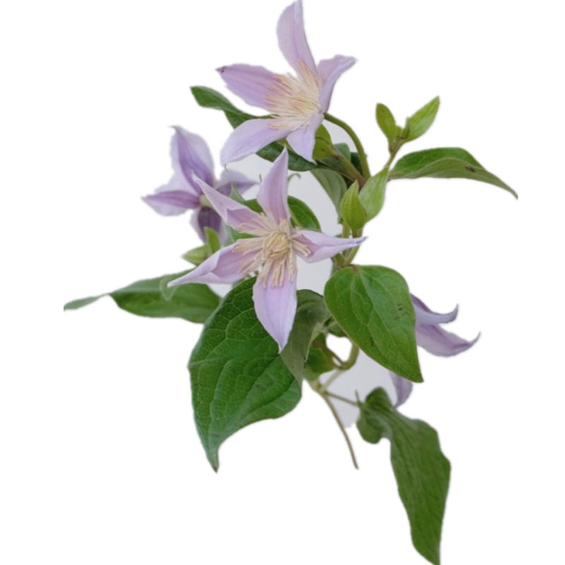 同城鲜花速递全国荷兰进口花材Star River星河铁线莲家庭插花养花
