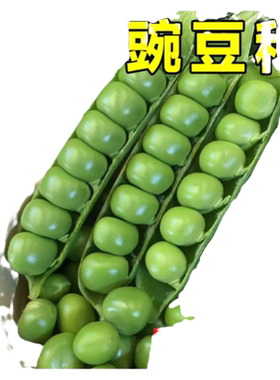 四季豌豆种子高产高芽率全国可种