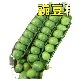 四季豌豆种籽子豌豆种孑高产豌豆苗蚕豆荷兰豆菜籽尖蔬菜种籽批发