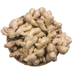 【廊下滋味】新鲜小黄姜500g 新鲜老姜生姜黄姜土姜子姜鲜姜