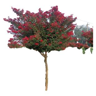 占地乔迁丛生紫薇树苗天鹅绒红火箭百日红紫薇地栽绿化苗花期超长