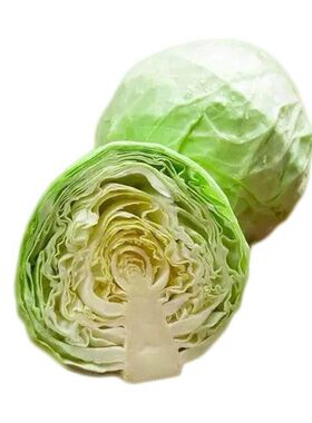 晚平荷兰卷心菜种子浓郁晚熟高产
