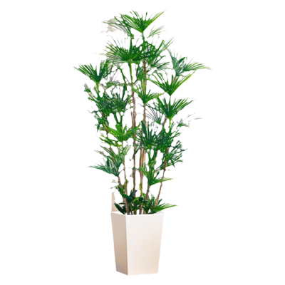 金山棕竹盆栽大型绿植客厅好养