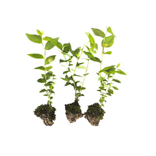 【大果优瑞卡L25】蓝莓树苗苔藓小苗脱毒穴盘苗南高丛早熟系列