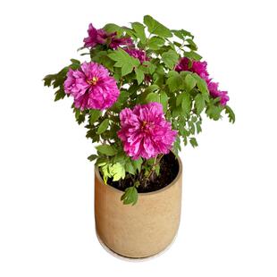 牡丹花大苗盆栽正宗名贵洛阳花卉老桩四季带芽苞重瓣观赏植物缠枝