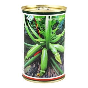 西葫芦种子种籽孑苗菜苗四季盆栽北瓜蔬菜瓜苗秧秧苗香蕉大全菜子
