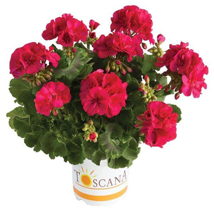 天竺葵苗重瓣绿植盆栽花卉洋绣球花苗天使之眼蝴蝶兰天竺葵花苗