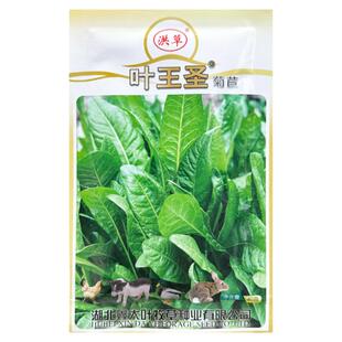 大叶菊苣草种籽多年生草籽养殖牛羊鸡鸭鹅兔猪草种子四季牧草种孑