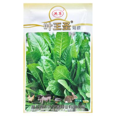 大叶菊苣种子四季型牧草多次收割