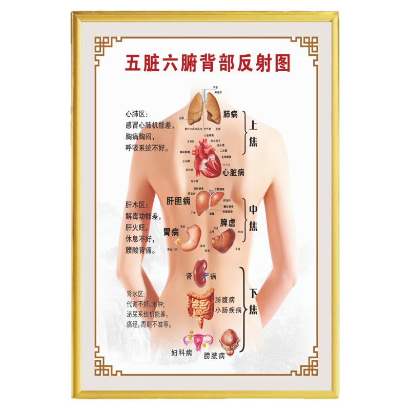 中医养生理疗五脏六腑海报墙贴画