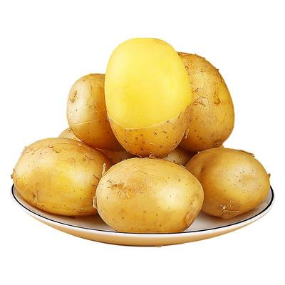 【皮薄粉糯】黄心恩施小土豆！