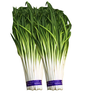 寿光韭黄种子太白韭菜种子抗病高产四季播阳台盆栽大田播蔬菜种孑