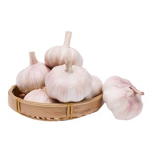 河南干大蒜紫白皮大蒜产地直发杞县特产干蒜蔬菜批发大蒜种子