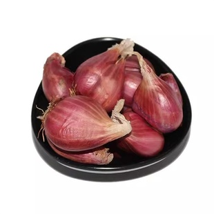 四川红葱头铁葱火葱自家种盆栽极速发货四季种植四季小香葱红头葱