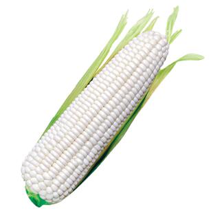 白甜糯182白色甜玉米种籽甜糯水果种子粘农家糯玉米种四季春种孑