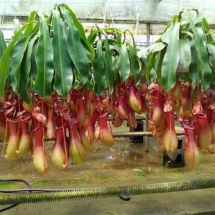 猪笼草盆栽食虫草捕蝇草夏天驱蚊食蚊植物室内客厅庭院吊挂绿植花