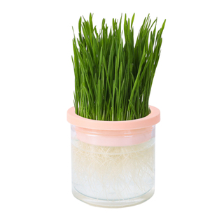 猫草猫薄荷盆栽水培化毛球草种子粒非已种好懒人幼猫零食猫咪用品