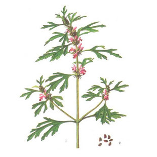 正品益母草种子苗 阳台四季盆栽蔬菜种籽孑 菜食用籽种药材子