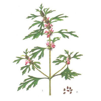 蔬菜正品四季药材种子苗