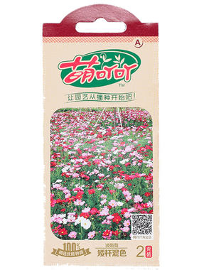虹越香豌豆黑眼苏珊茑萝花卉种子