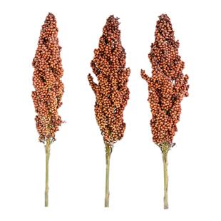 红高粱种子高产老品种粮食酿酒早熟红缨子五谷杂粮矮杆种籽抗旱